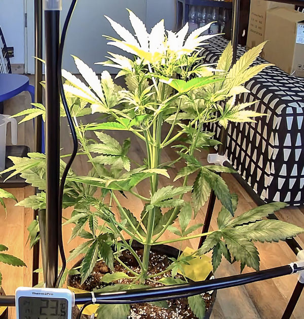 Регулировка света для лучшего роста CBD Lemon Auto