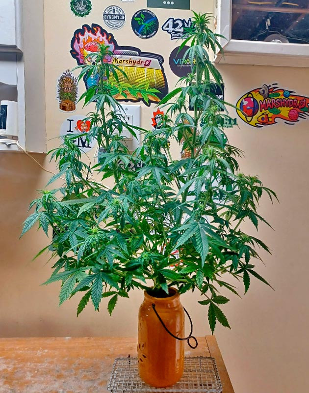 Куст Sour Diesel Auto от Herbies Seeds на 6 неделе