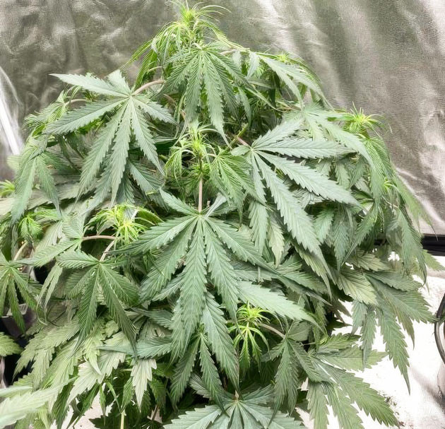 Куст Strawberry Gorilla Auto на этапе цветения