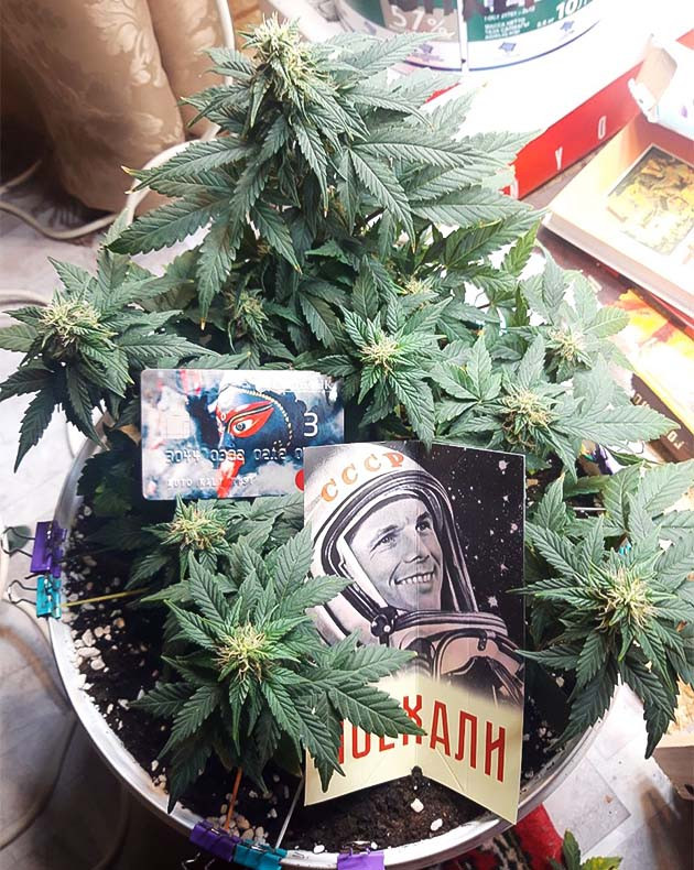 Соцветия начали набухать