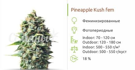 Сорт конопли Pineapple Kush Pineapple Kush fem от Royal Queen Seeds