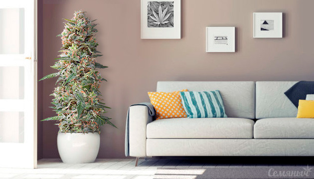 Выращивание конопли в домашних условиях