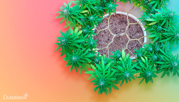 Тренировка куста техникой мейн лининг