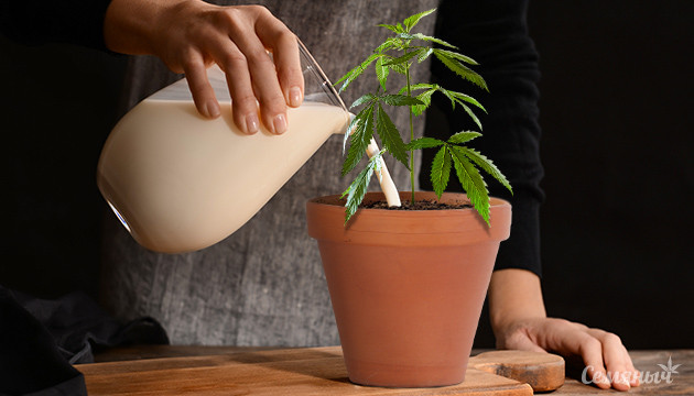 Полив конопли молочнокислыми бактериями Конопля и молочнокислые бактерии