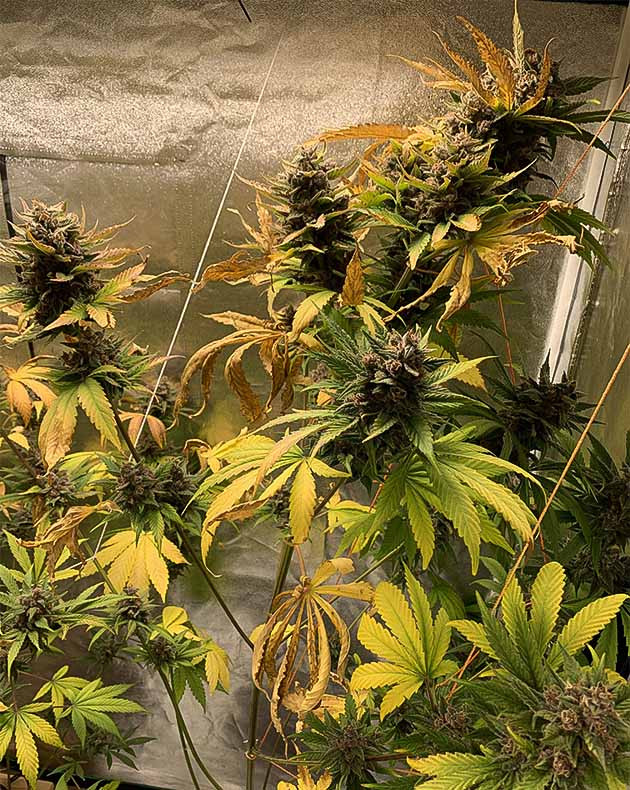 предхарвест кустов Purple Lemonade Auto