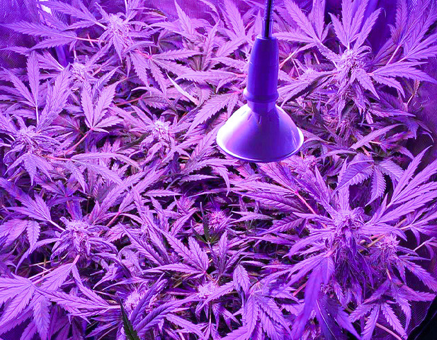 Одиннадцатая неделя куста Развивающиеся шишки на кусте