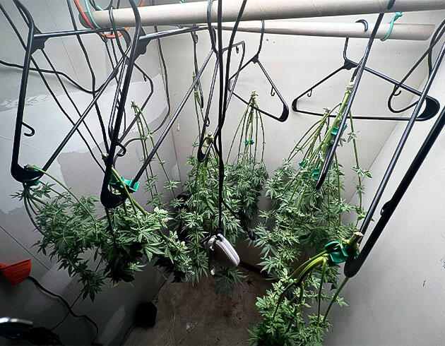 Харвест Mac n’ Jack R1