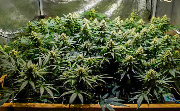 Куст конопли с большими шишками