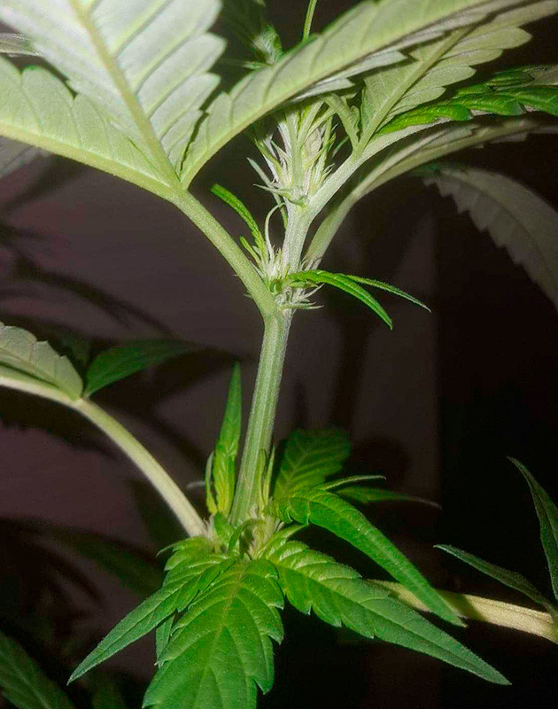 Тренировка куста Pineapple Chunk