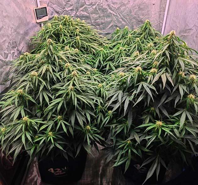 Развитие соцветий Куст Z-Up Auto на стадии цветения