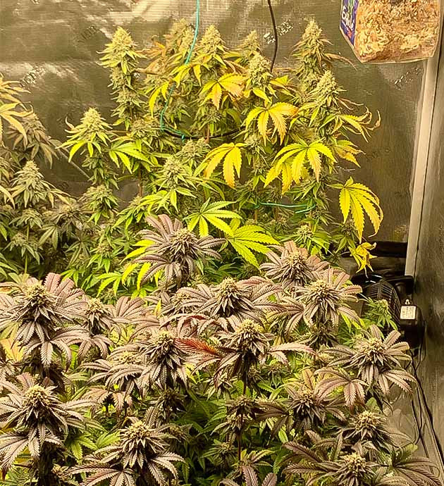 Трихомы Notorious THC побелели