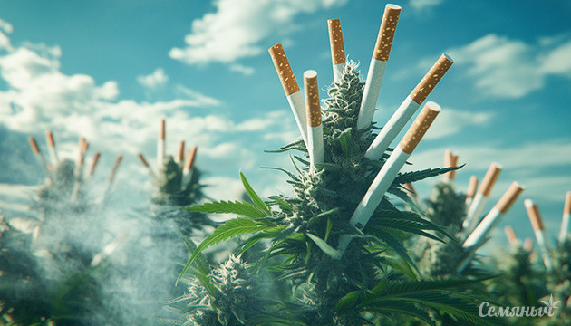 Никотин в конопле: мифы и факты