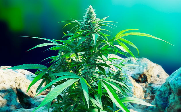 Особенности роста Northern Lights Структура растения Northern Lights