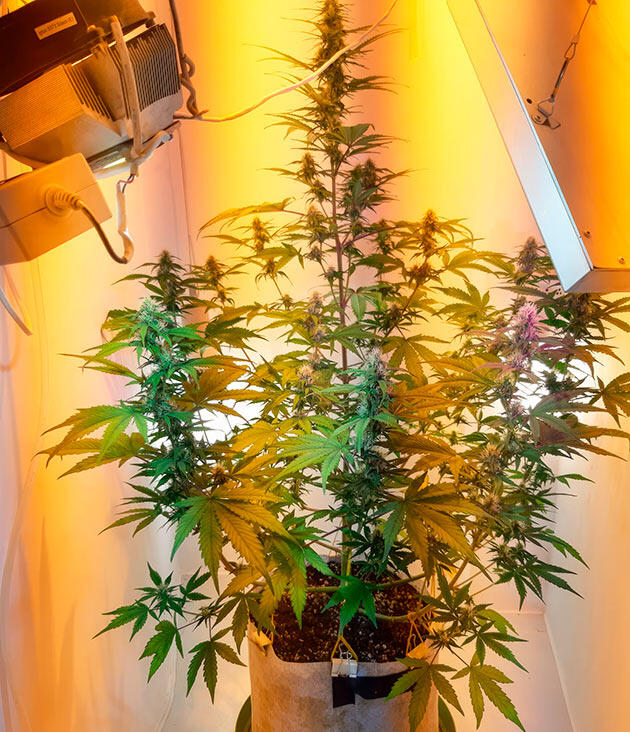 Удобрения для конопли Куст Zkittlez Auto на 7 неделе выращивания