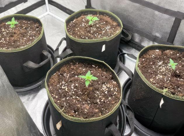 Ростки The White Fire OG от Seedkeepers на 2 неделе