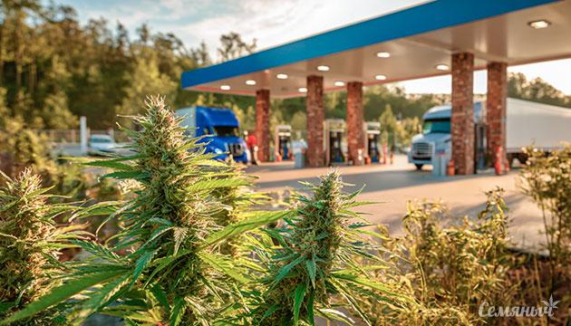 Канна-легенды: Sour Diesel 