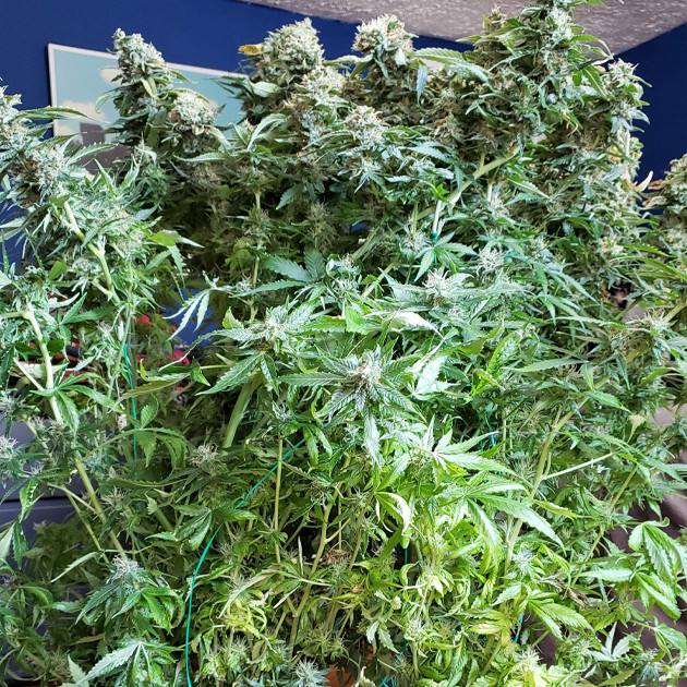 Куст Mexican Airlines auto fem перед харвестом