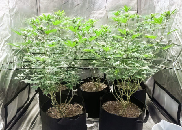 Конопля на 11 неделе выращивания Появление соцветий у конопли
