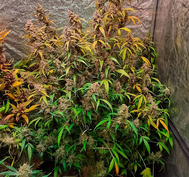 Цветение куста Johnny Cage Auto Предхарвест Johnny Cage Auto