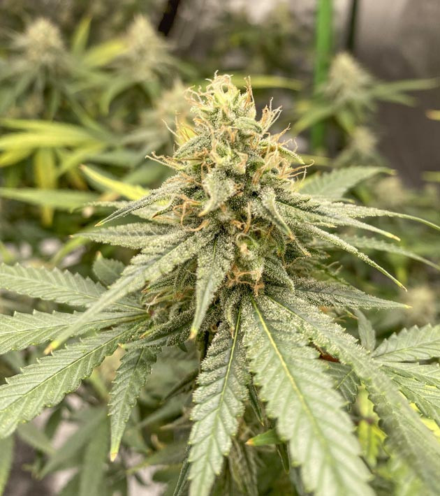 Blueberry Muffin: использование Ripen