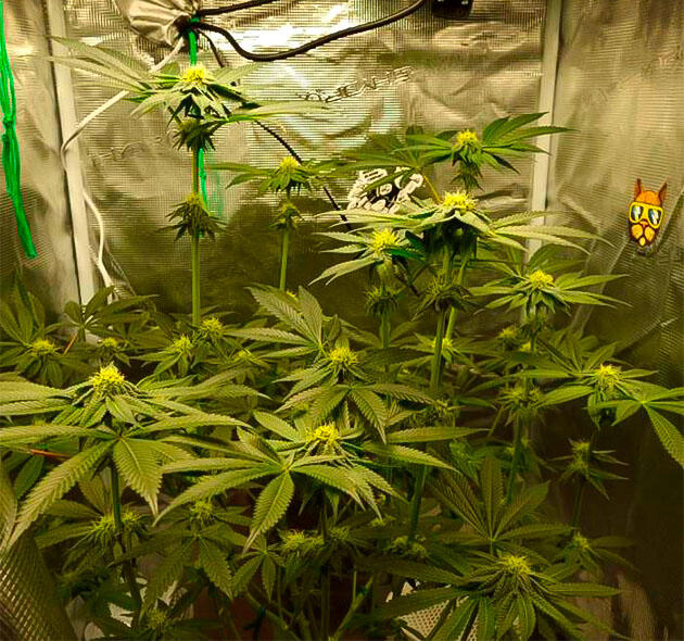 Куст Strawberry OG Cookies R1 на 13 неделе выращивания