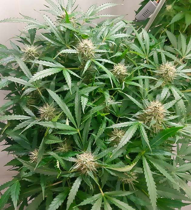 Уход за растихой продолжается