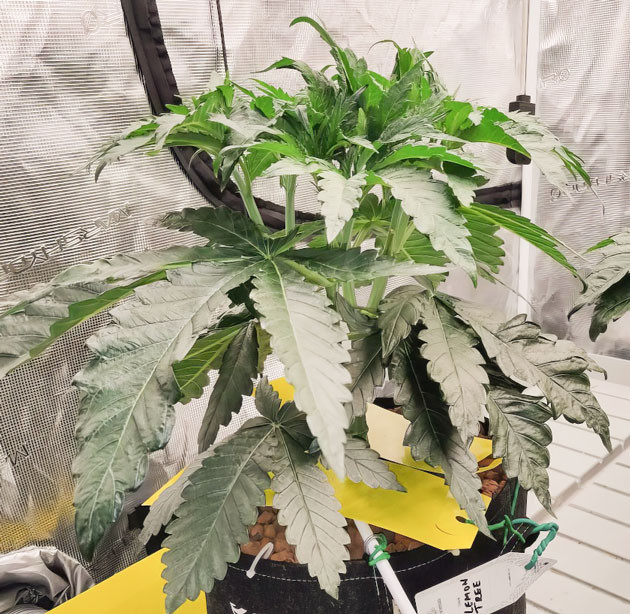 Поддержание стабильного режима полива