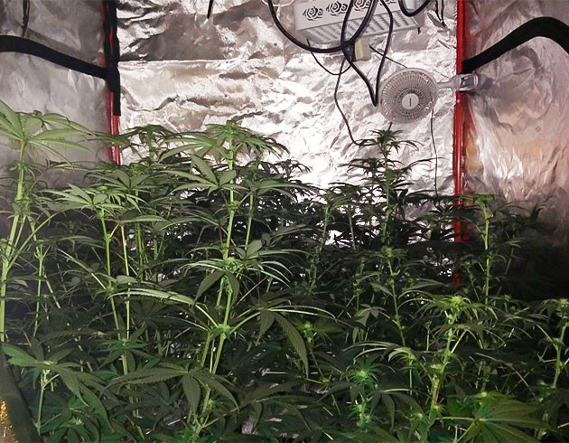 Перевод на цветение растения Wedding Gelato