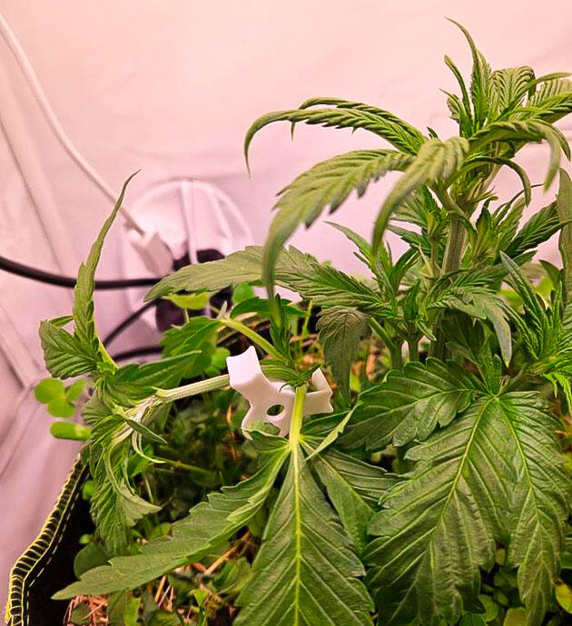 Проведение тренировок Куст Lemon Cherry Gelato Auto R3 от Ethos Genetics на 5 неделе