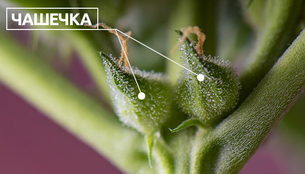 Чашечки конопли