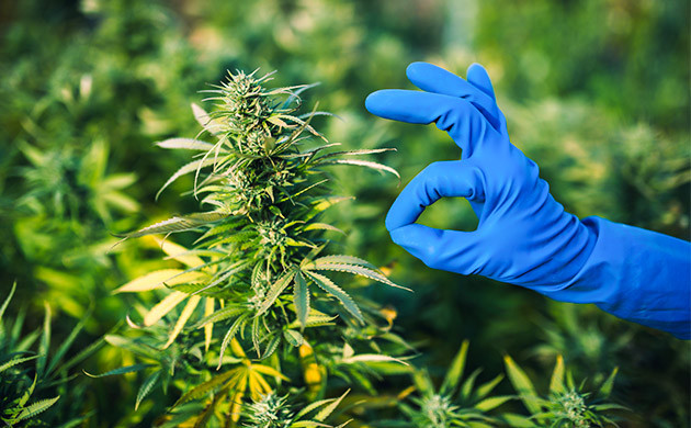 В ауте нельзя получить каннабис высокого качества При выращивании на открытом воздухе нельзя получить каннабис высокого качества