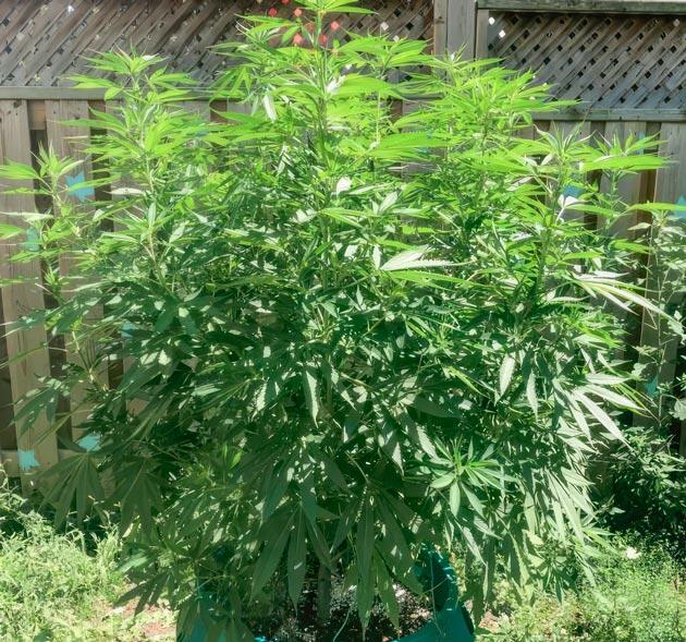 11 неделя развития Jack Herer от Seedkeepers