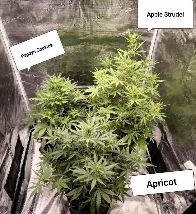 6 неделя развития Apple Strudel Auto от FastBuds