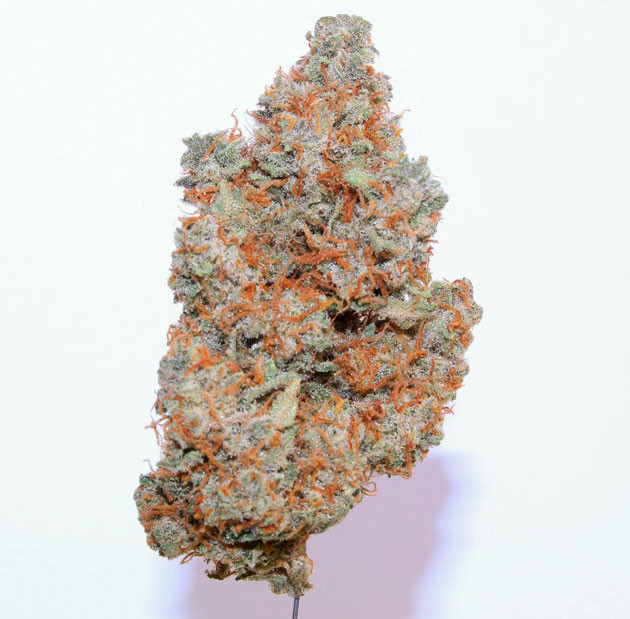 Шишка сорта Orange Apricot Glue XL Auto