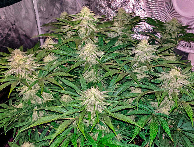 Конопля с плотными шишками, покрытыми густым белым слоем трихом