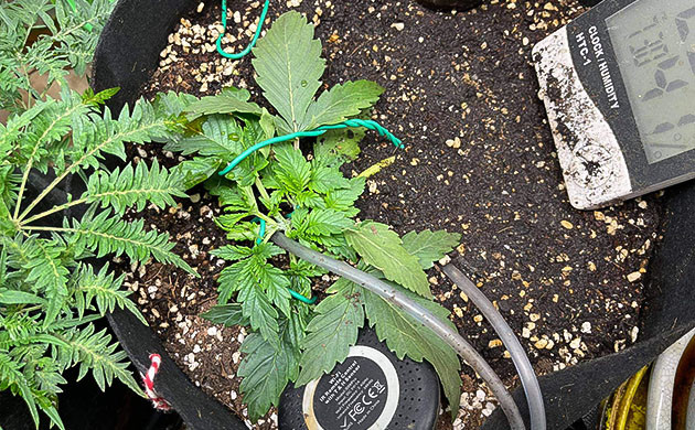 LST подгиб на 12 день выращивания Фиксация ветвей с помощью проволоки