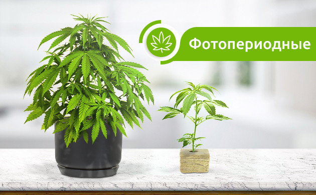 Фотопериодный сорт конопли
