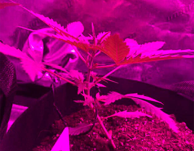 Dos-Si-Dos Auto в гроубоксе после LST