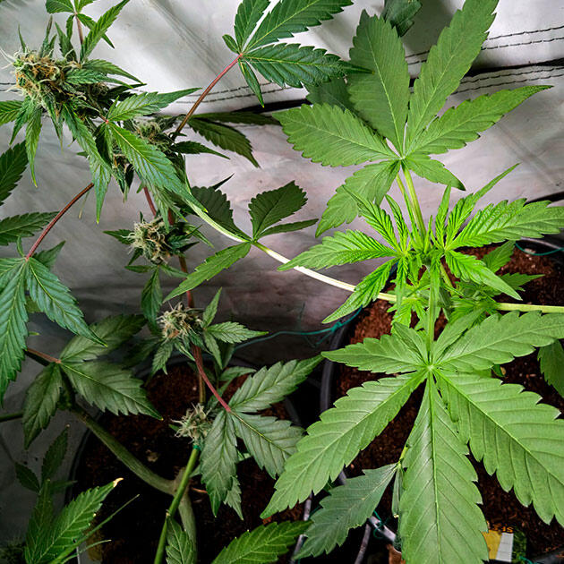Развитие марихуаны Куст Grandmommy Purple Auto на стадии вегетации