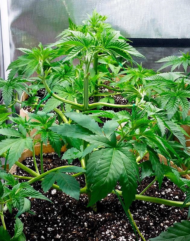 Куст после техники LST