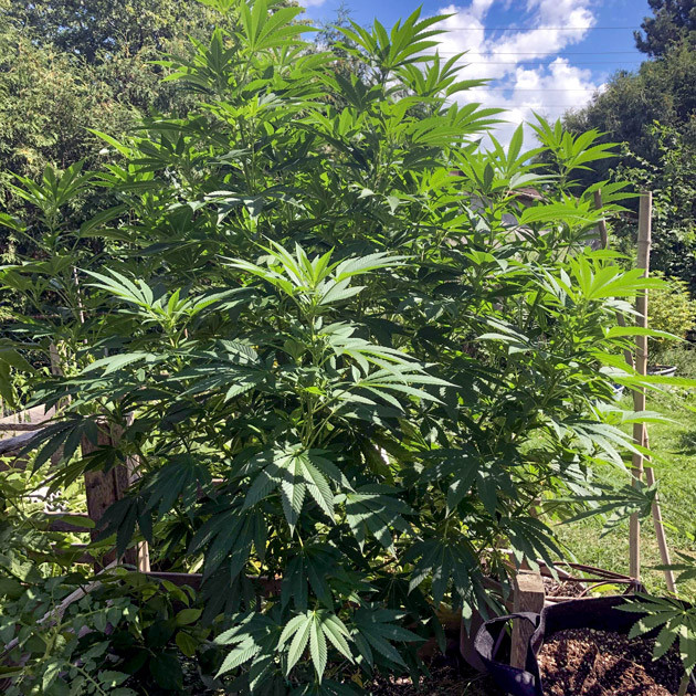 Куст на 13 неделе выращивания