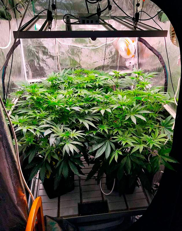 Тренировка растения Biscotti Mintz Легкий суперкроппинг куста Biscotti Mintz