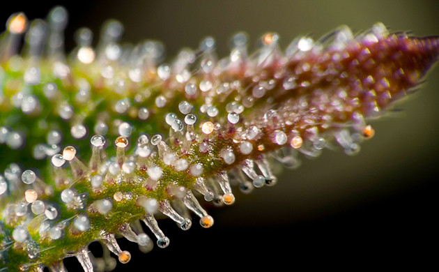 Визуальный осмотр соцветий Визуальная оценка качества соцветий