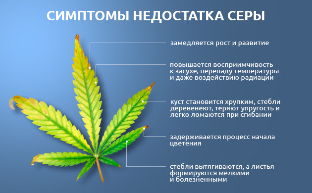 Последствия недостатка серы у конопли Последствия нехватки серы у марихуаны