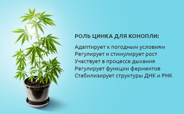 Значение цинка для каннабиса Важность цинка для конопли