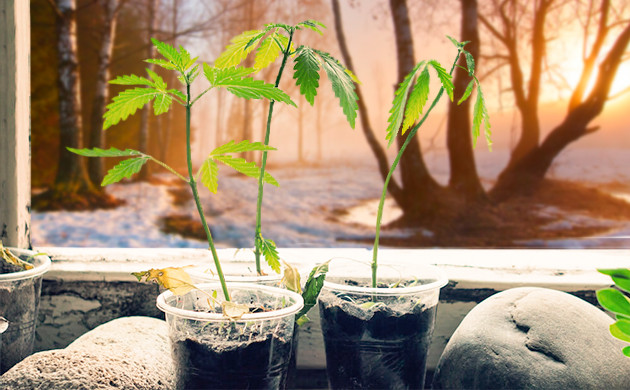 Выращивание саженцев Саженцы в пластиковом стаканчике