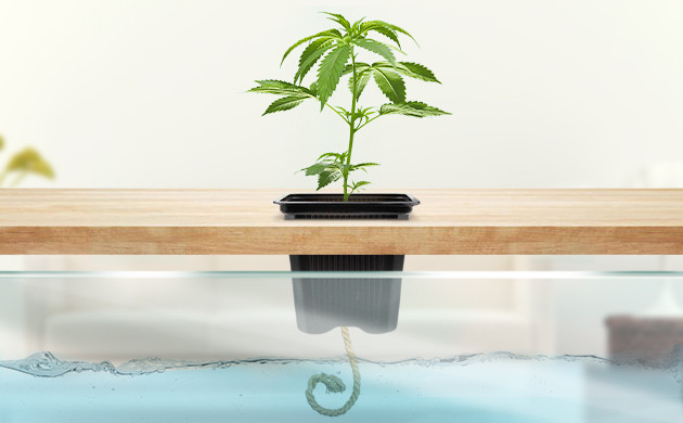 Фитильная гидропонная система Фитиль из горшка опущен в питательный раствор