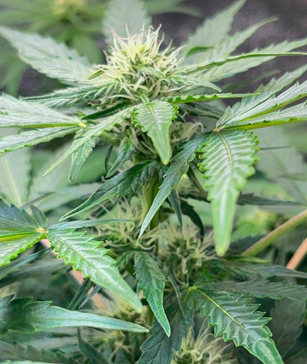 Запах марихуаны и появление трихом Куст Runtz Auto от Barney's Farm на фазе цветения