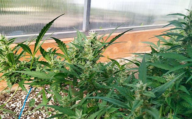 Удобрения для марихуаны и запах фруктовой сдобы Кусты Grand Gorilla Purple Auto от Семяныча на фазе цветения