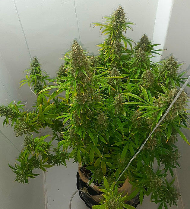 Проведение дефолиации 15 неделя сорта Gorilla Cookies Auto от FastBuds